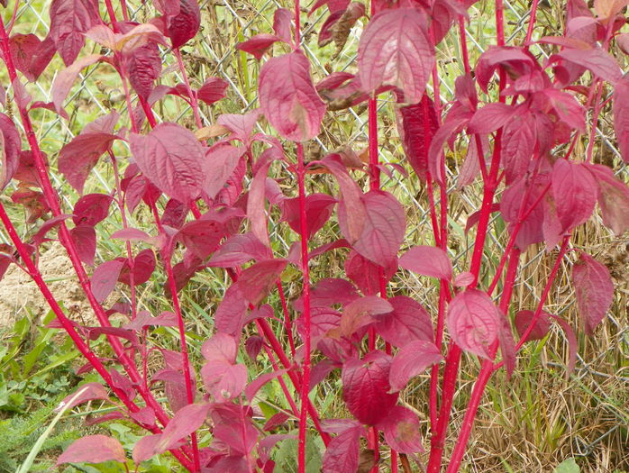 cornus alba sibirica - z-Dobarland 2015