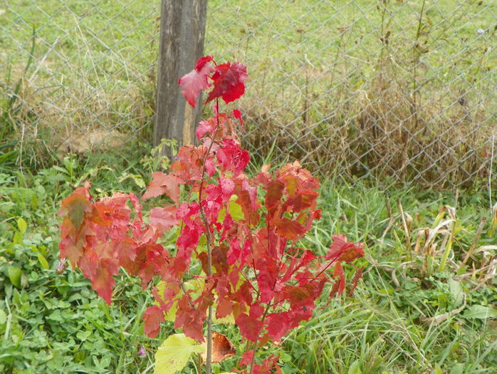 viburnum opulus - z-Dobarland 2015
