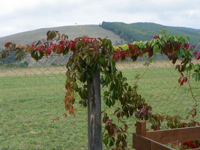 parthenocissus quinquefolia - z-Dobarland 2015
