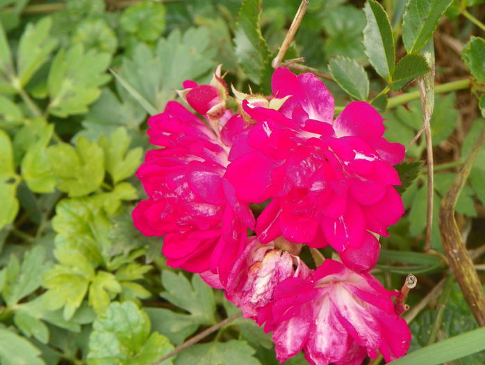 Super Excelsa - Trandafiri 2015 2