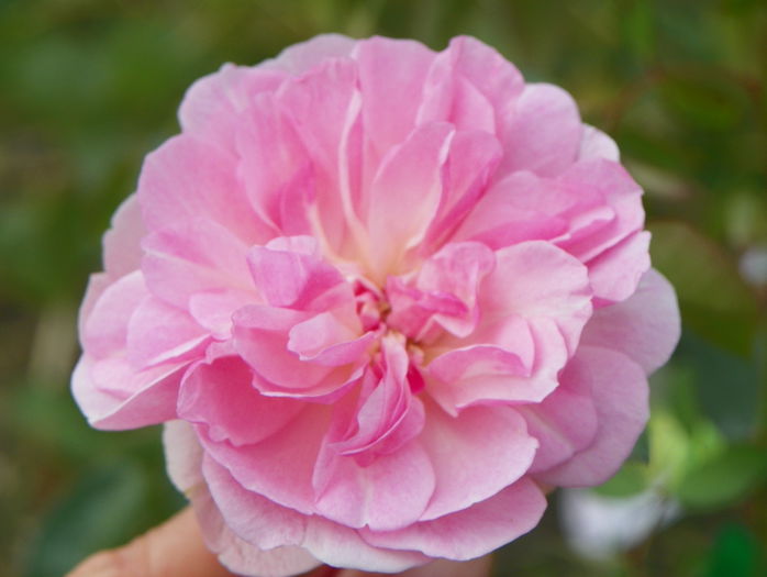 Mevrouw Nathalie Nypels