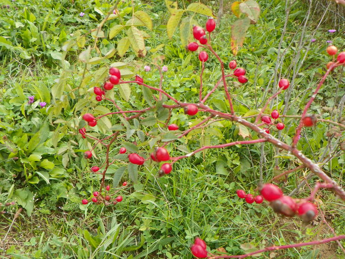 rosa canina - macese