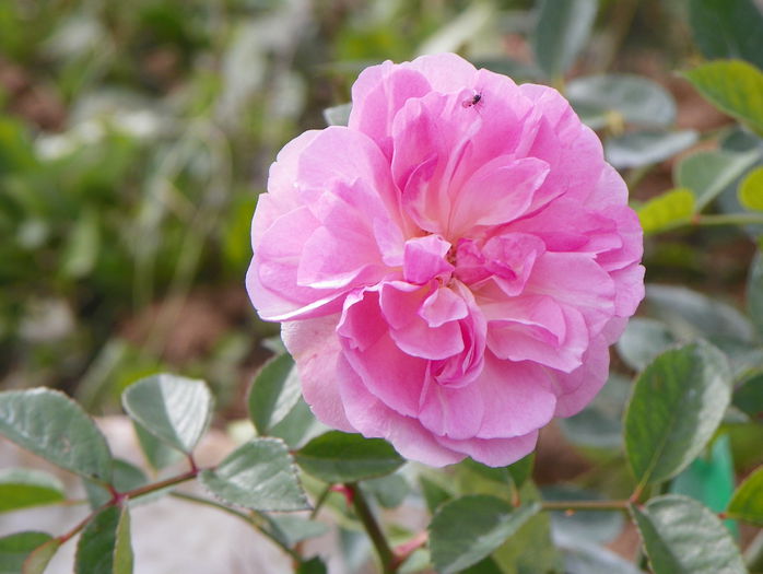 Mevrouw Nathalie Nypels