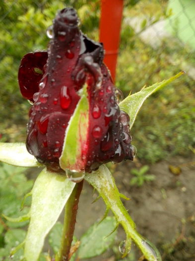 IMG_20151010_144434 - 0 TRANDAFIRI 2015