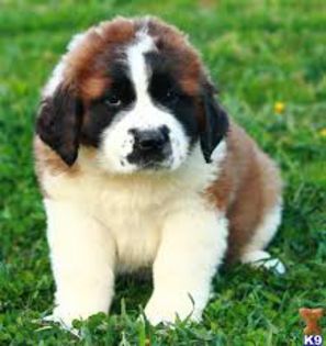 saint bernard