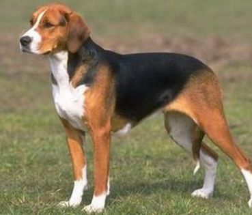 american foxhound - caini de rasa