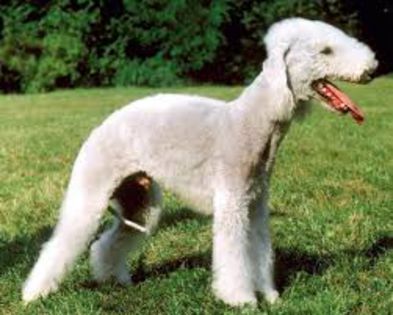 terier bedlington - caini de rasa