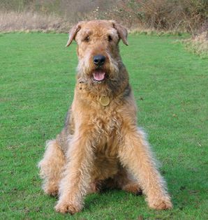 terier aieredale - caini de rasa