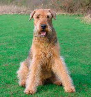 silkie terier - caini de rasa