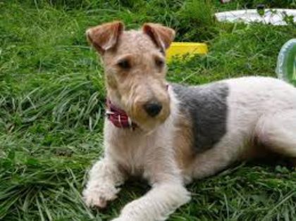 fox terier - caini de rasa