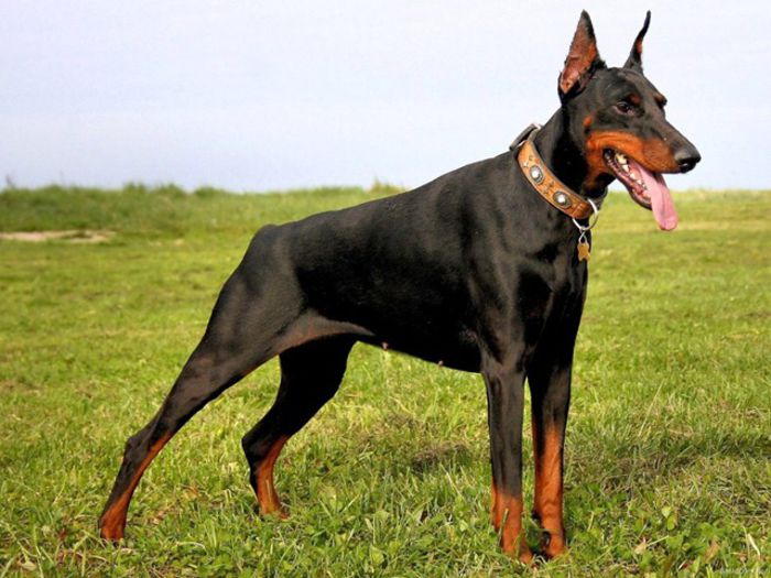 doberman