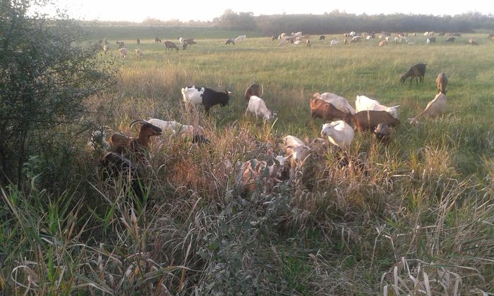 20151007_182657[1] - capre 2015