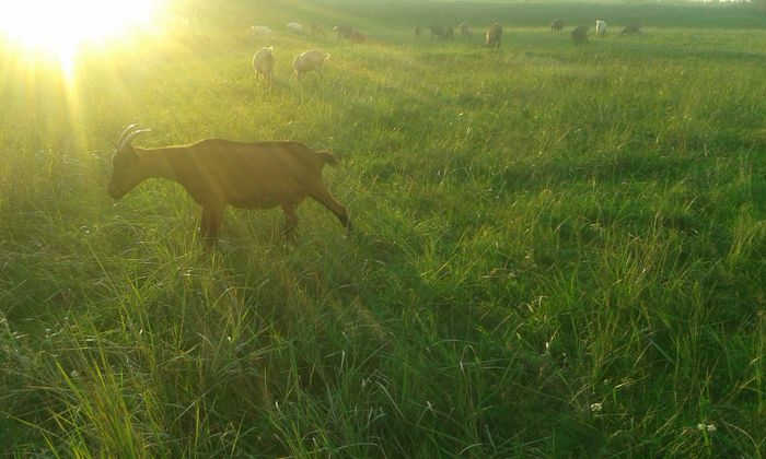 20151007_182615[1] - capre 2015