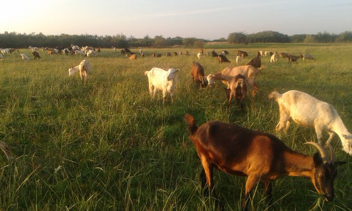 20151007_182540[1] - capre 2015