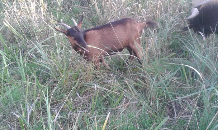 20151007_182521[1] - capre 2015