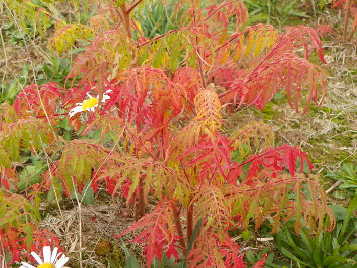 rhus typhina - z-Dobarland 2015