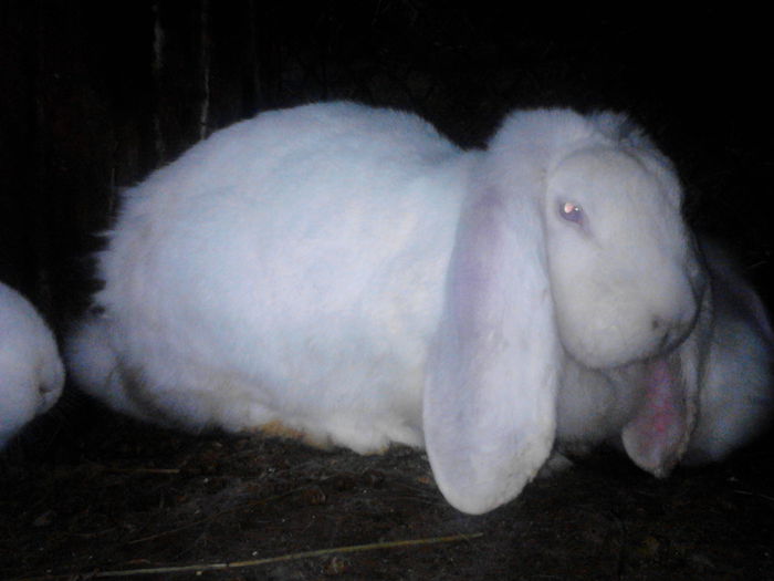 IMG_20151010_155035 - cuib  f1si m1 din 20 09 2015