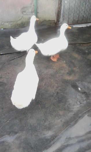 IMG_20151011_112719 - rate pekin