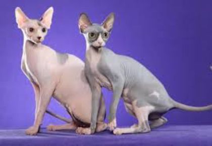 sfinx - pisici de rasa