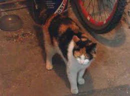 pisica tricolora - pisici de rasa