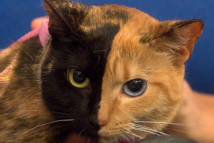 pisica-blonda-cu-doua-fete - pisici de rasa