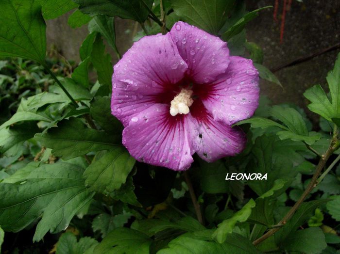 Hibiscus Syriacus