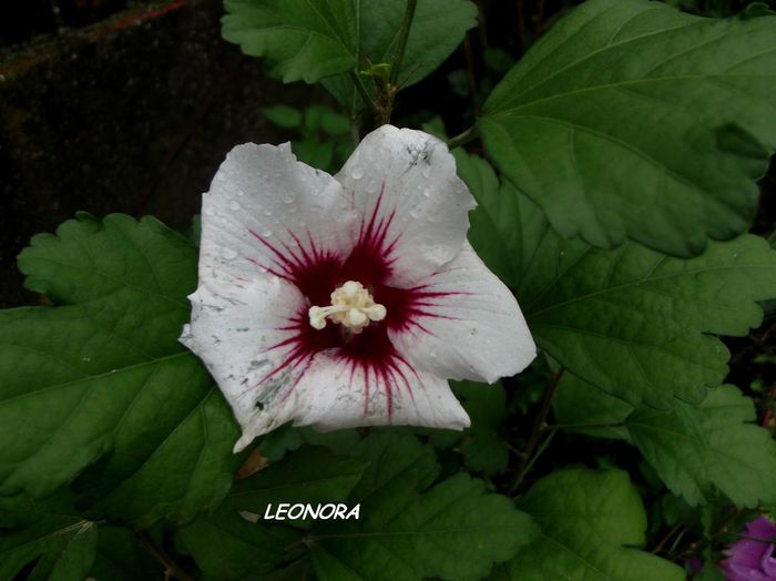 Hibiscus Syriacus alb cu rosu - flori in gradina