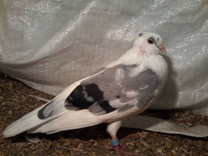 revarsatu linia veche