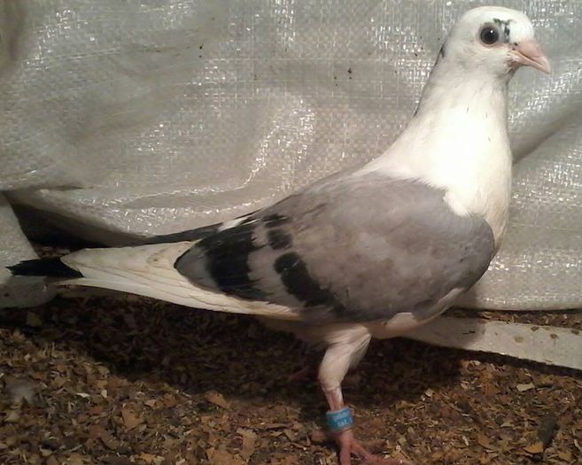 decupata tata cazator mama moriscara