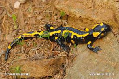images - salamandra