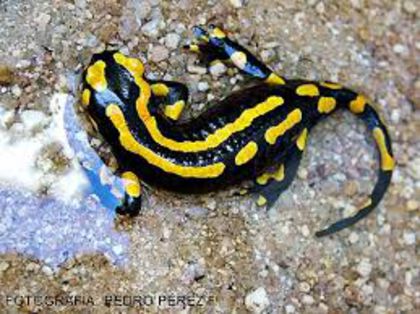 1 - salamandra