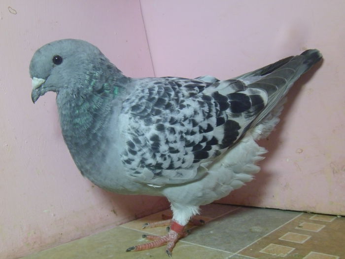 REZERVATA