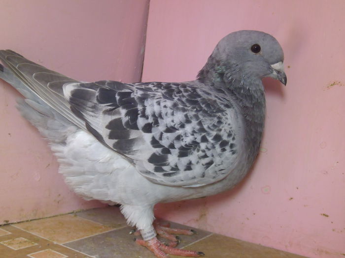 REZERVATA