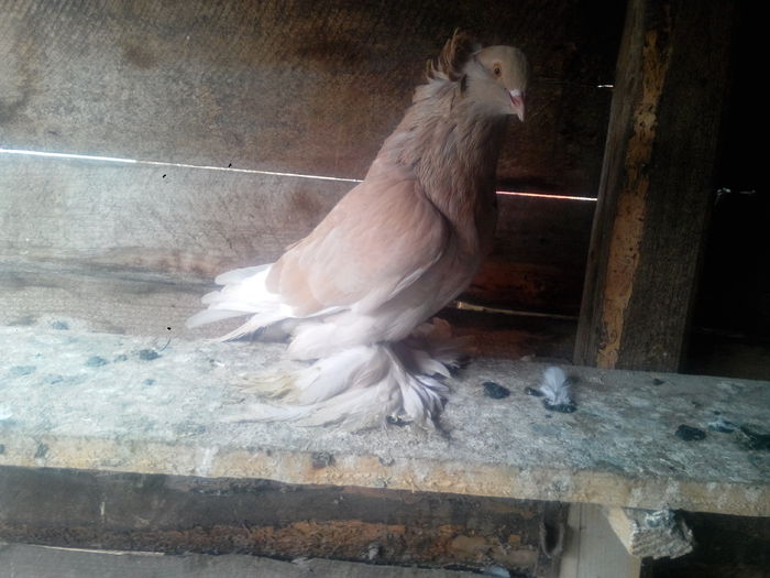 IMG_20151010_111446958