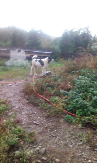 IMG_20151011_121919 - MURES 8luni