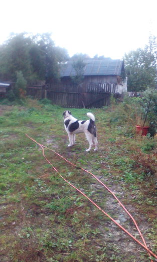 IMG_20151011_121931 - MURES 8luni