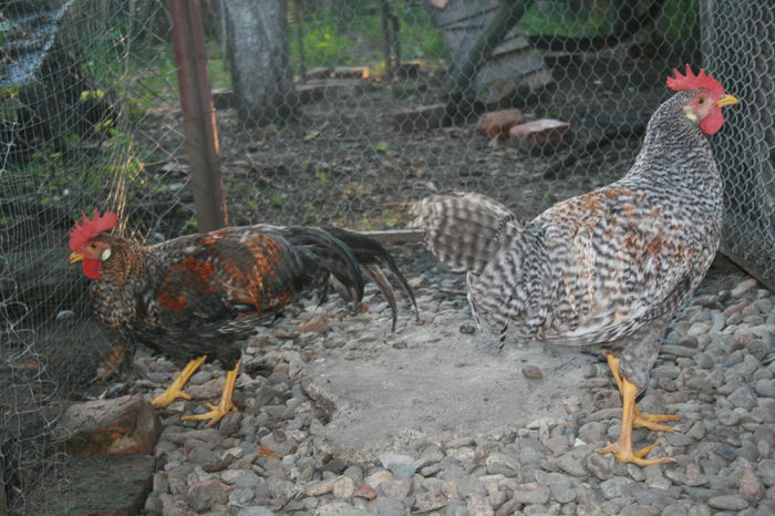 fa1-10.10.2015 021; Diferenta clara intre crele(split) stanga si crele dreapta
