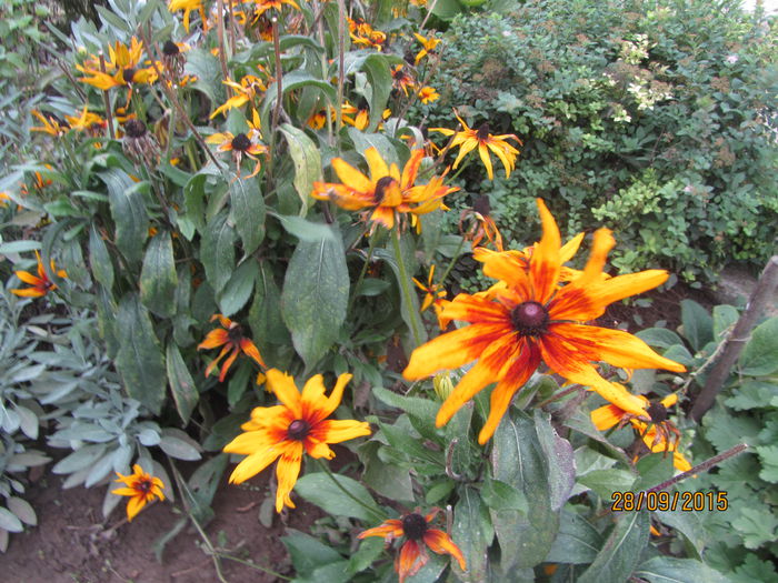Rudbeckia