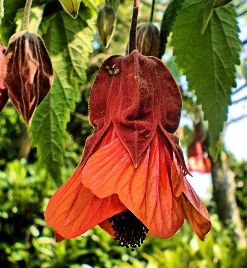 abut kentish bell