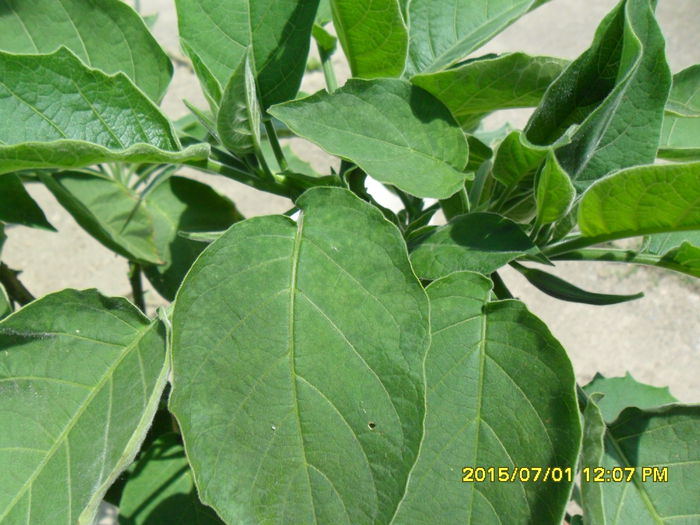 SAM_0464 - Brugmansia