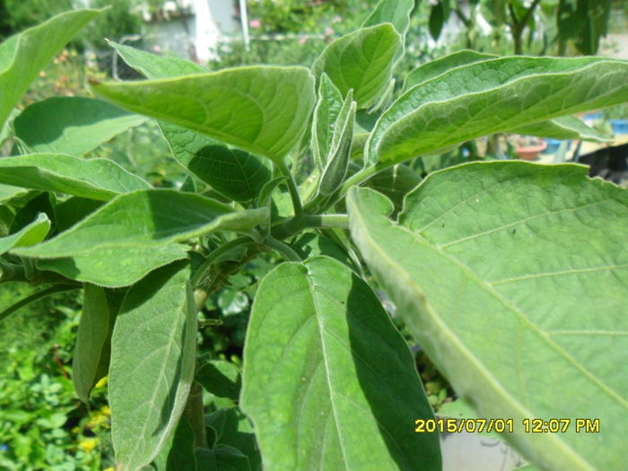 SAM_0465 - Brugmansia