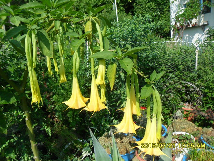 SAM_0666 - Brugmansia