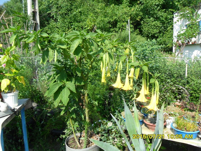 SAM_0667 - Brugmansia