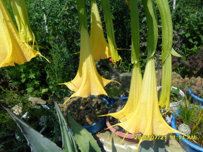 SAM_0676 - Brugmansia