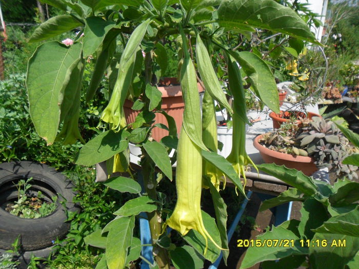 SAM_0679 - Brugmansia