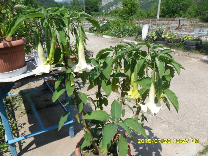 SAM_0686 - Brugmansia