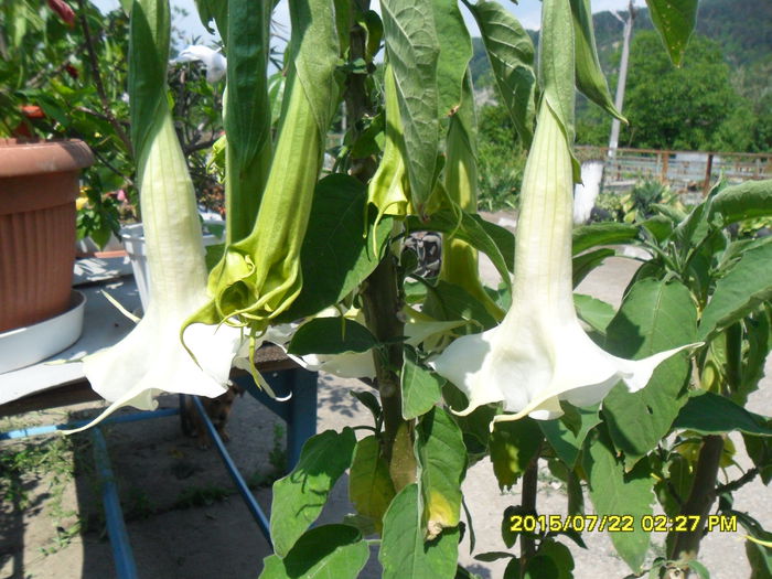 SAM_0687 - Brugmansia