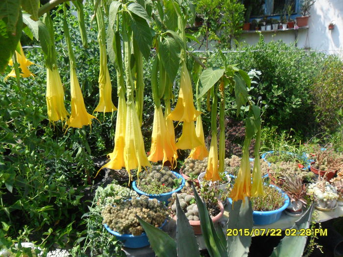 SAM_0691 - Brugmansia