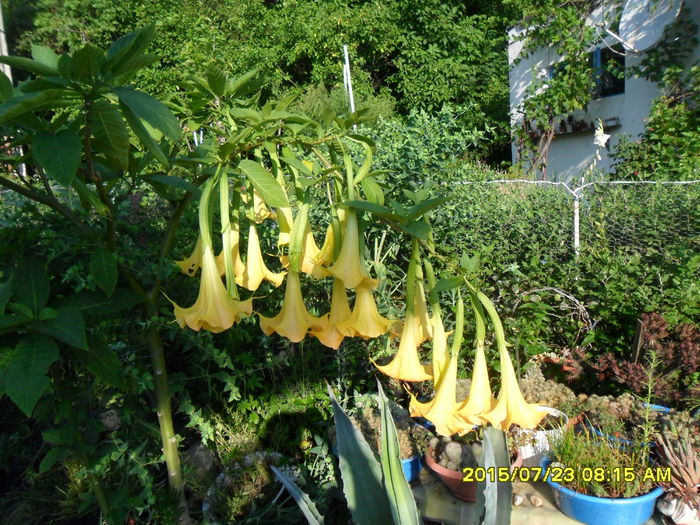 SAM_0710 - Brugmansia