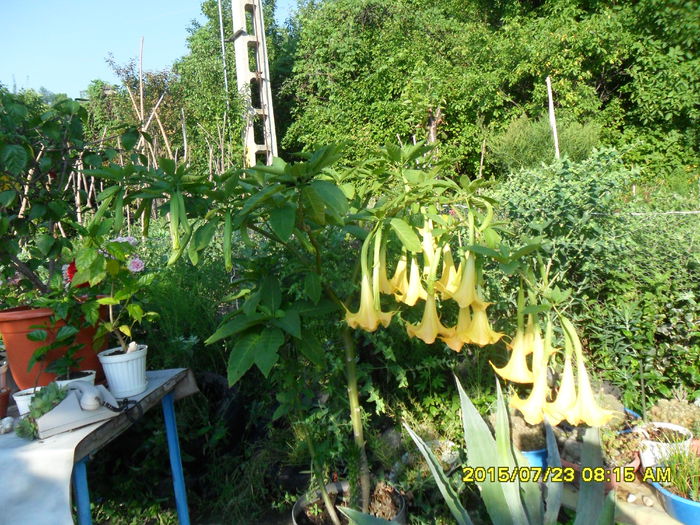 SAM_0711 - Brugmansia